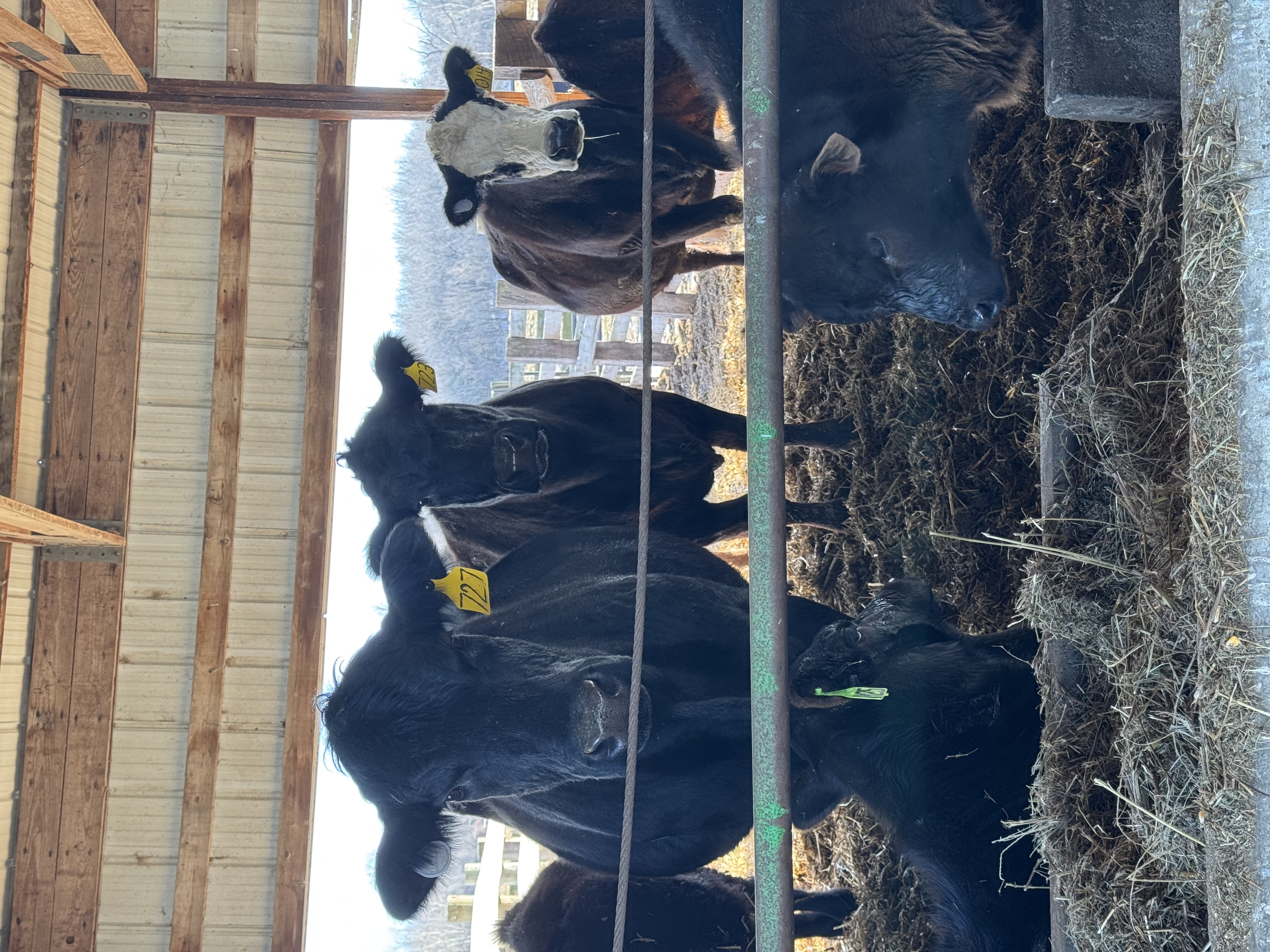Live cattle in farm environment for AI-powered methane monitoring research